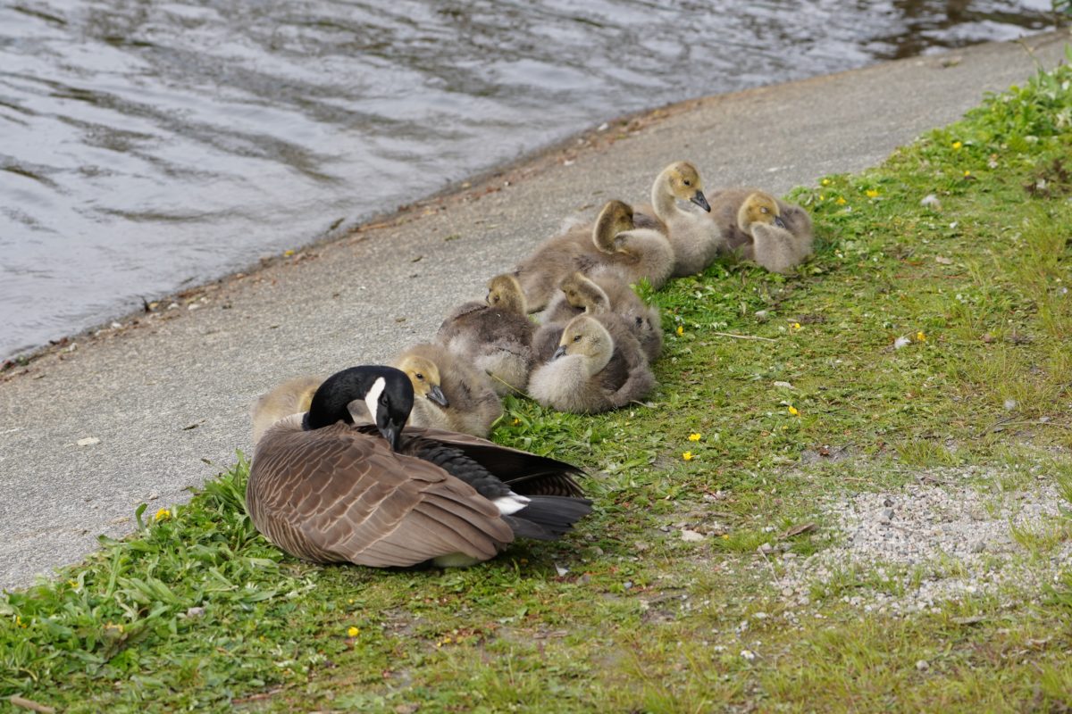 Adult goose and several goslings