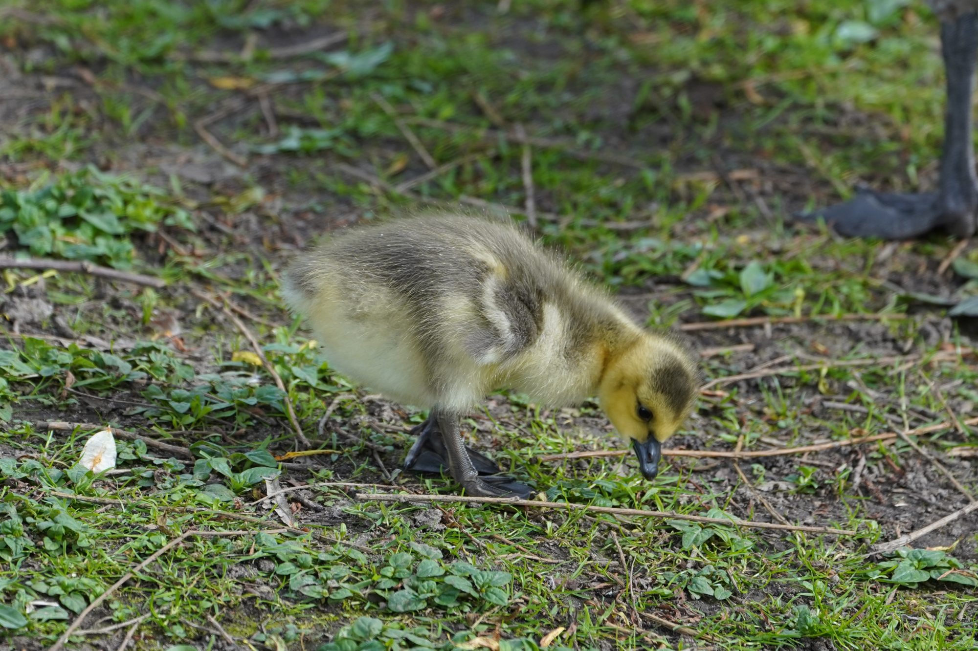 Gosling