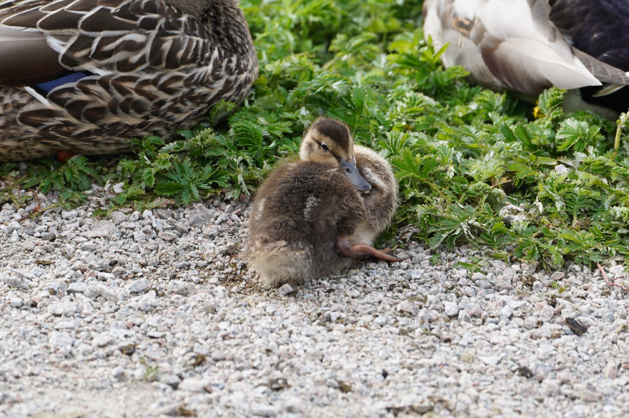 Mallard duckling