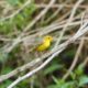 Wilson’s Warbler