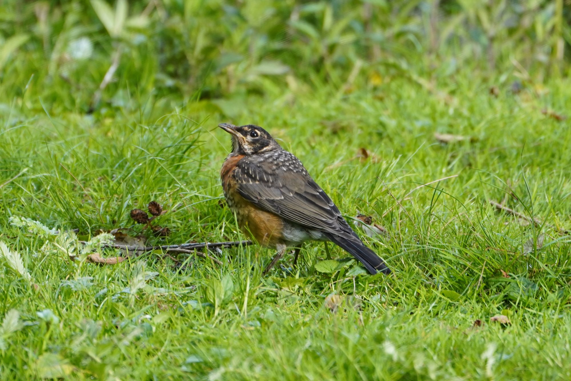 Juvenile Robin