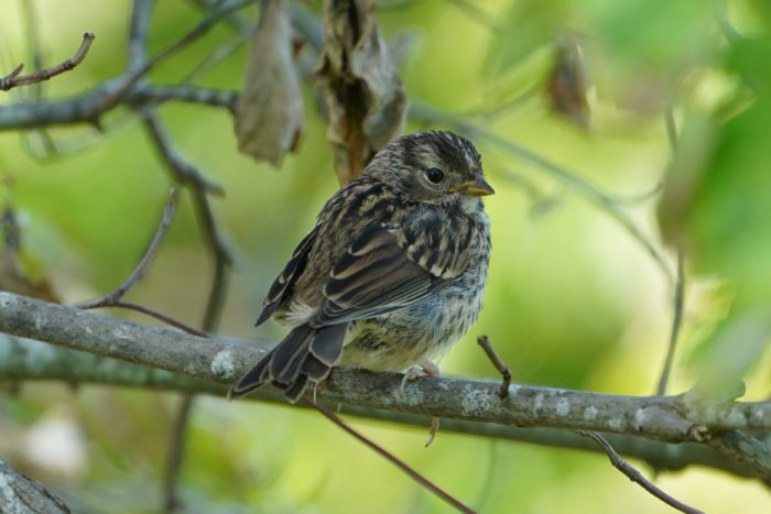 Immature White-crowned Sparrow