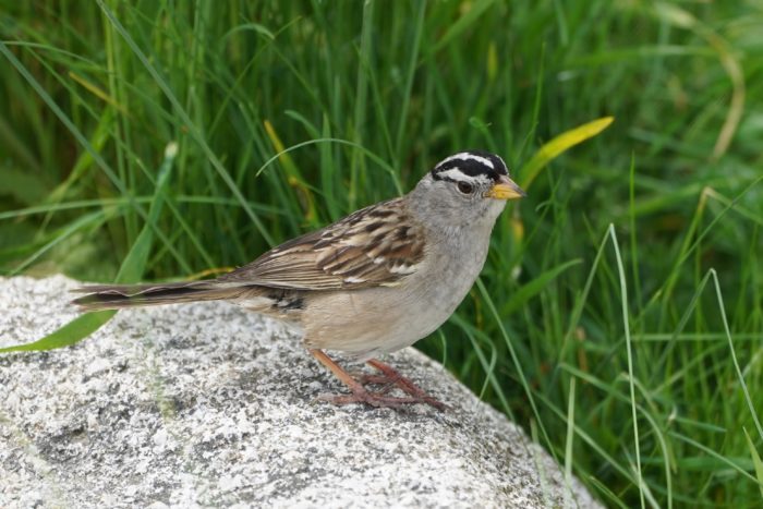 White-crowned Sparrow