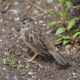 Immature White-crowned Sparrow