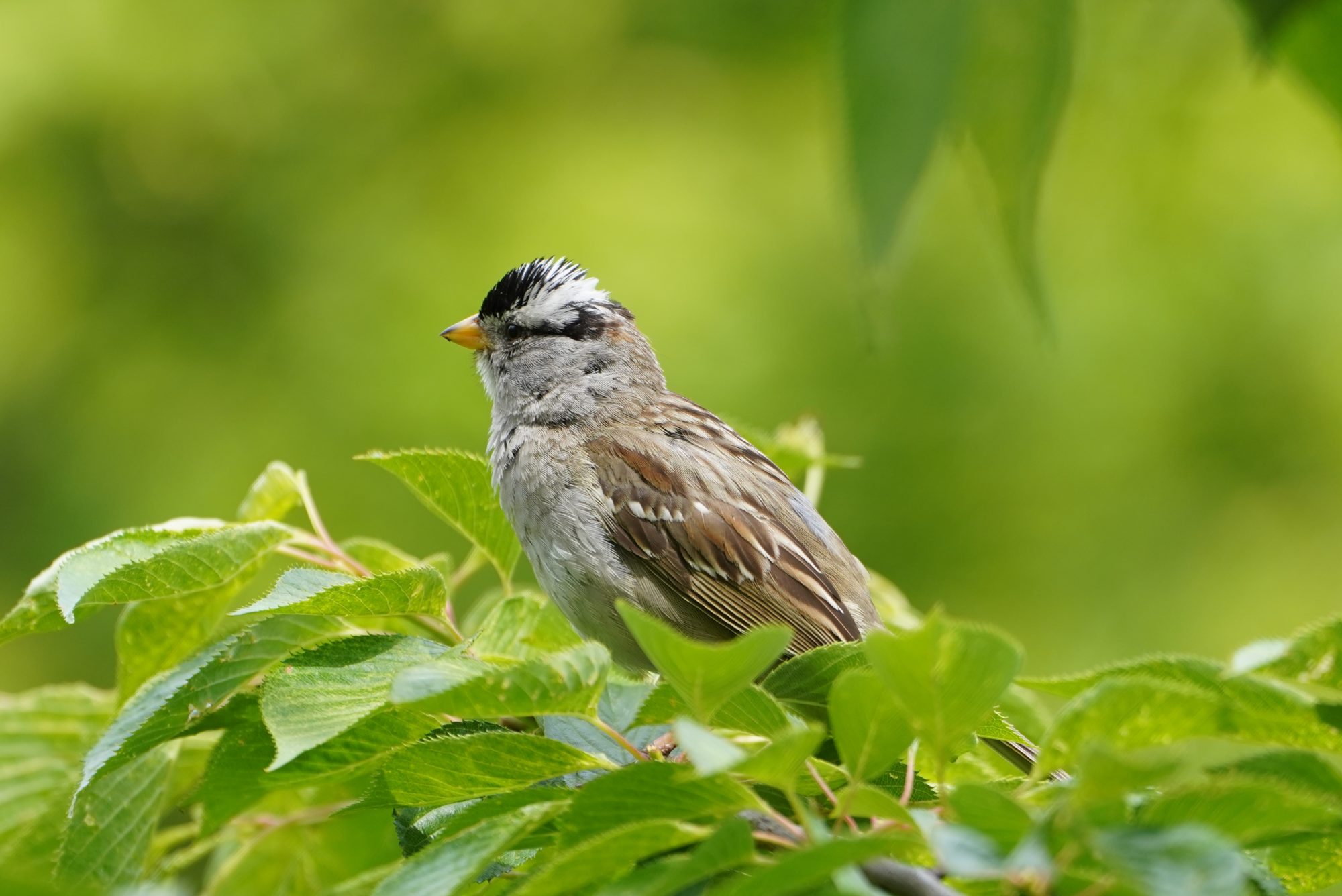 White-crowned Sparrow