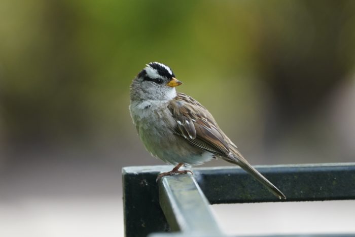 White-crowned Sparrow