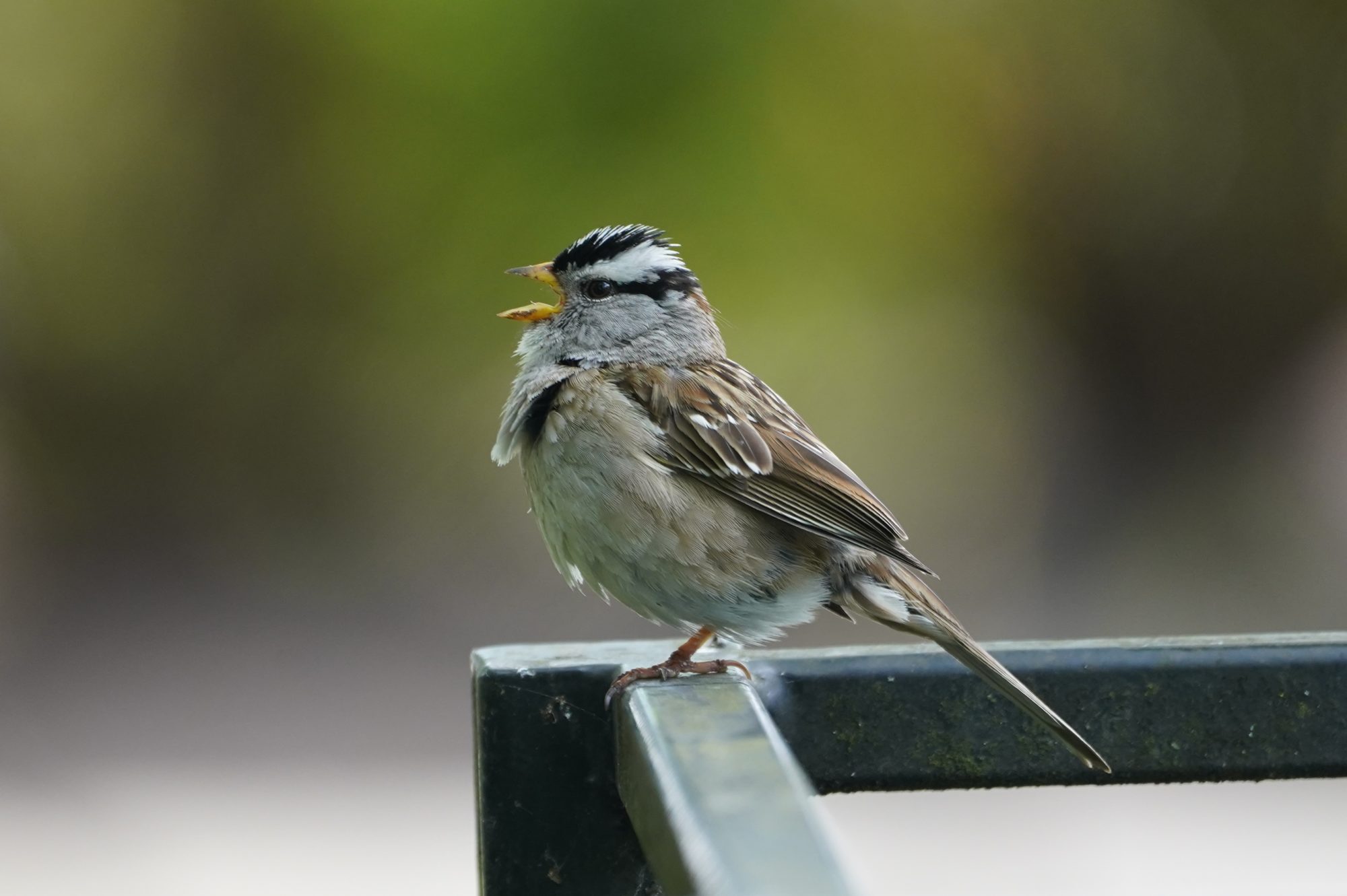 White-crowned Sparrow