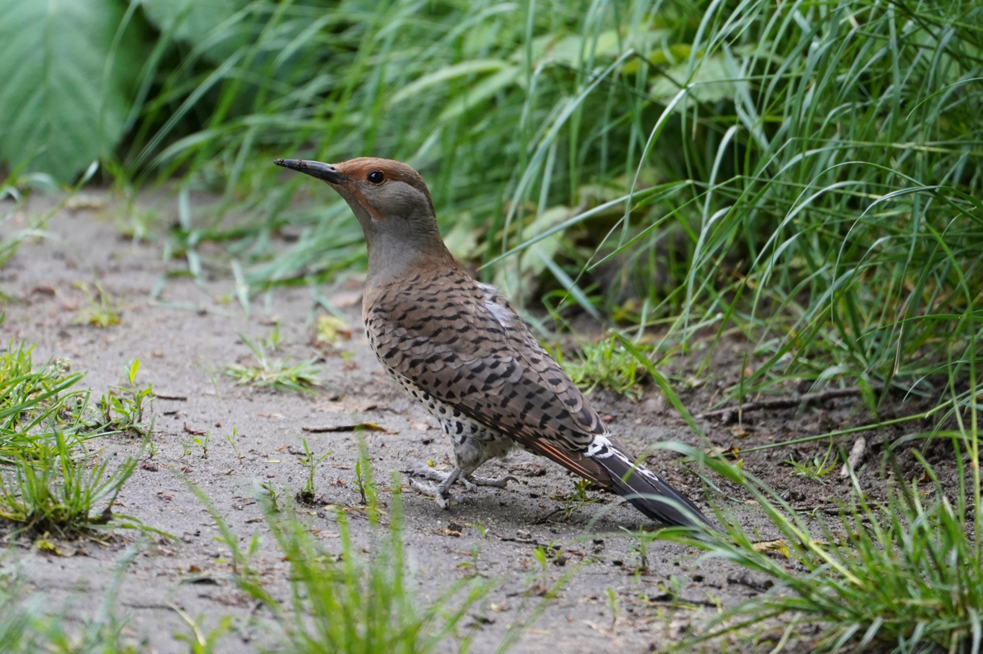 Northern Flicker