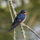 Barn Swallow