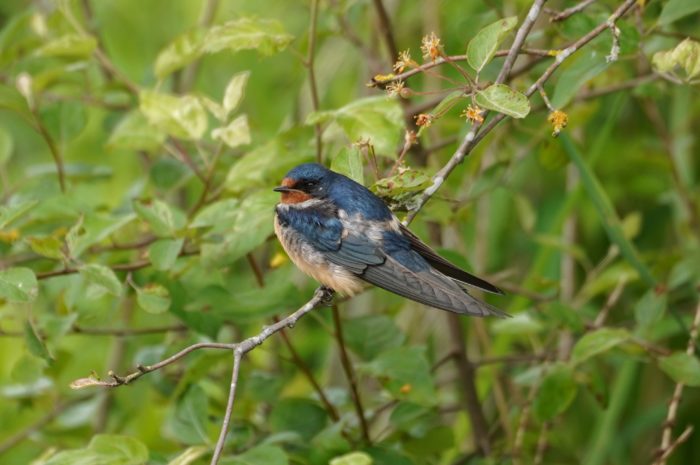 Barn Swallow juvenile