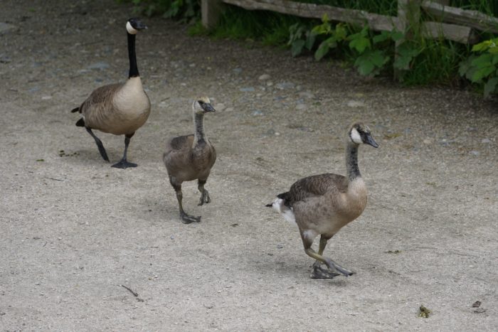 Canada Geese