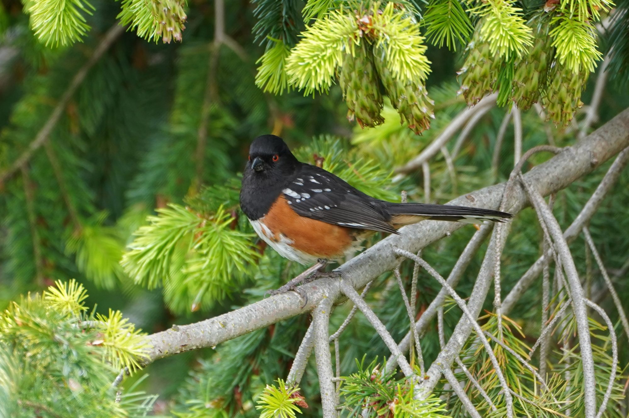 Spotted Towhee