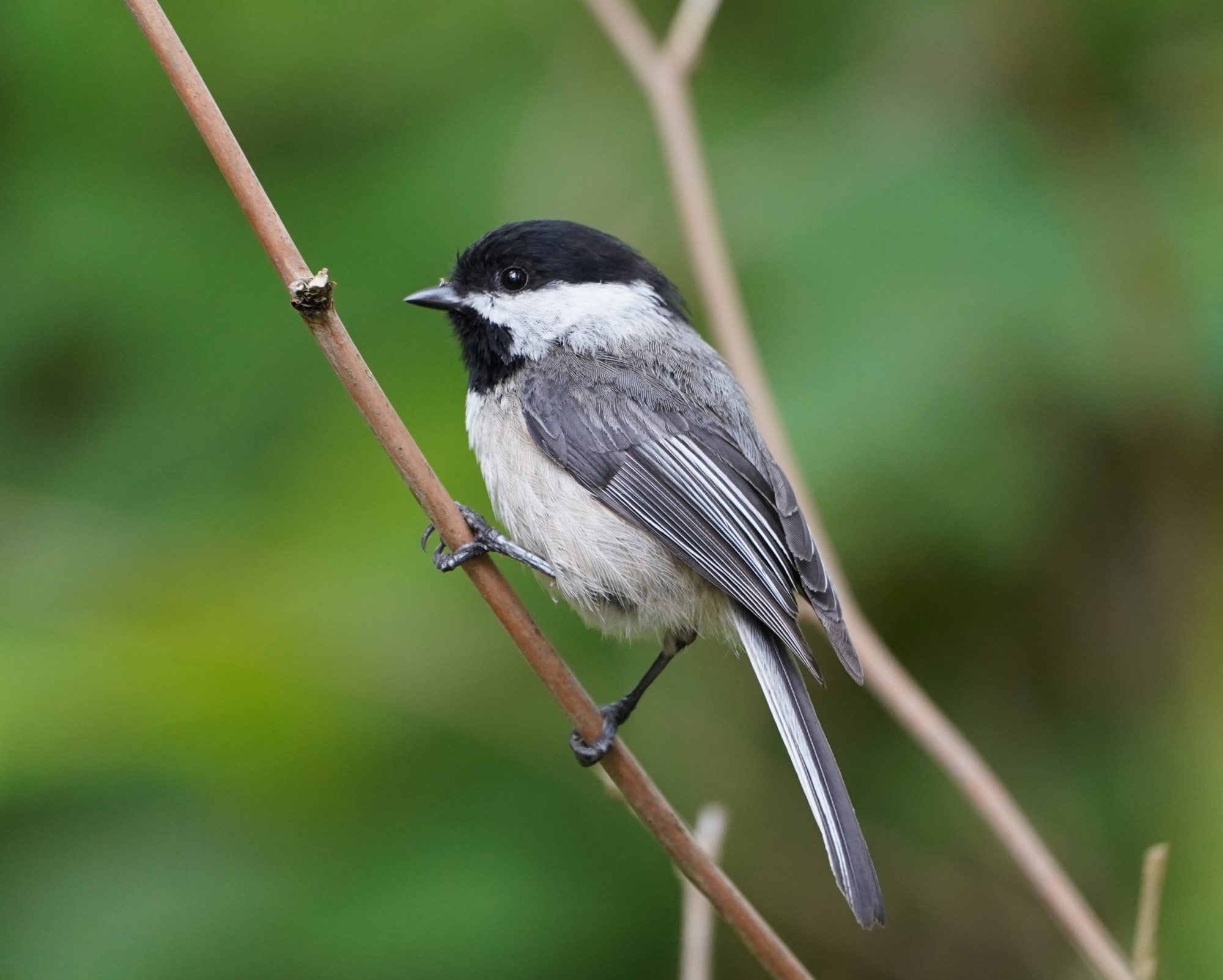 Black-capped Chickadee