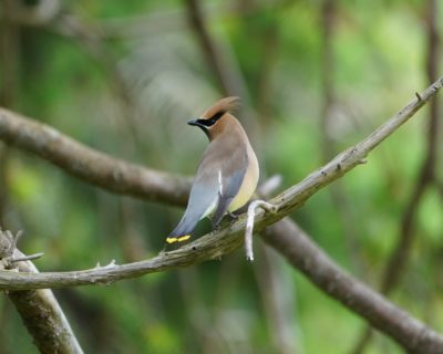 Cedar Waxwing
