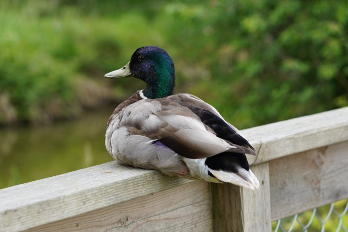 Mallard Duck