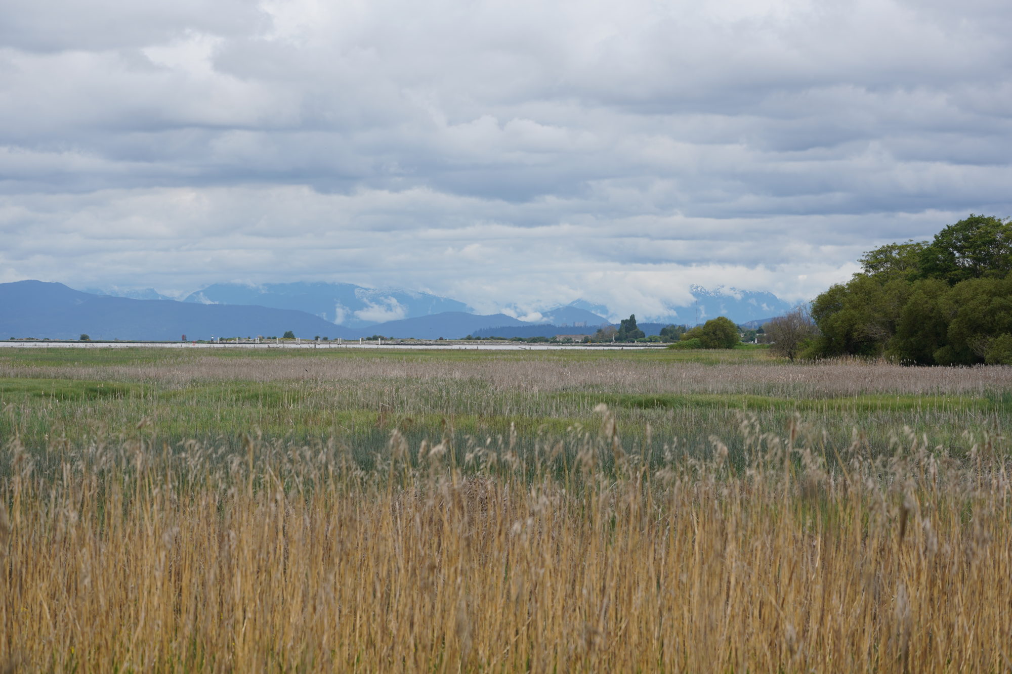 Reifel scenery