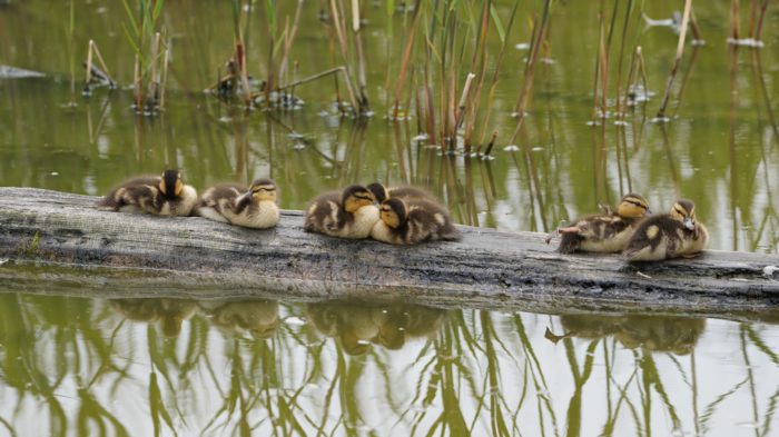 Mallard ducklings