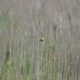 Goldfinch in the reeds