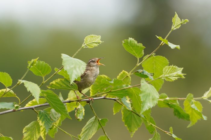 Marsh Wren