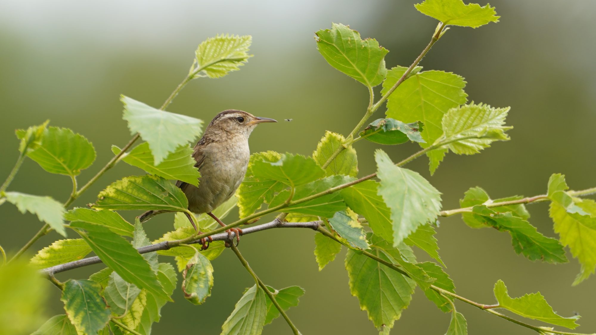 Marsh Wren