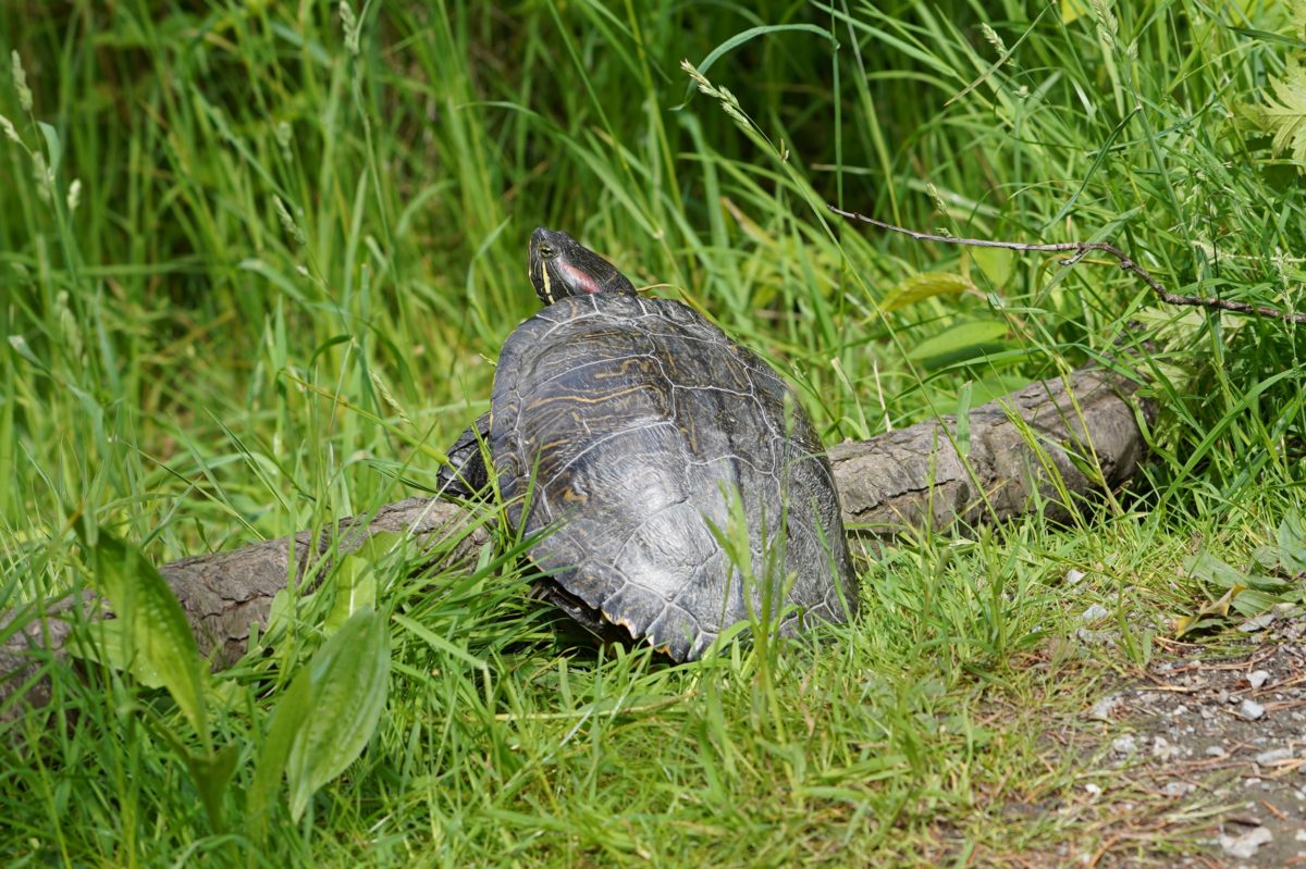 Turtle on a log