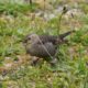 Cowbird with seed