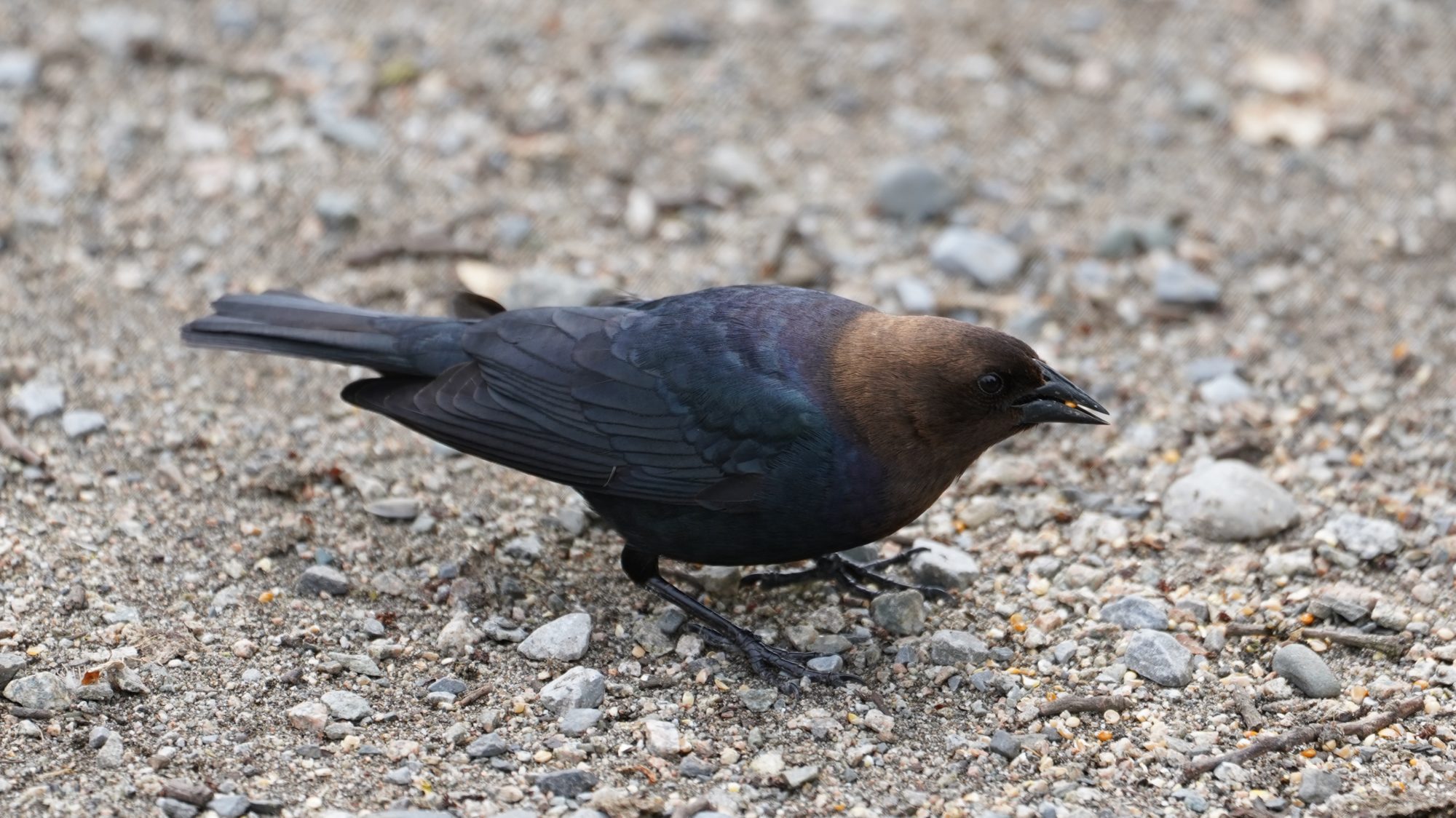 Cowbird male