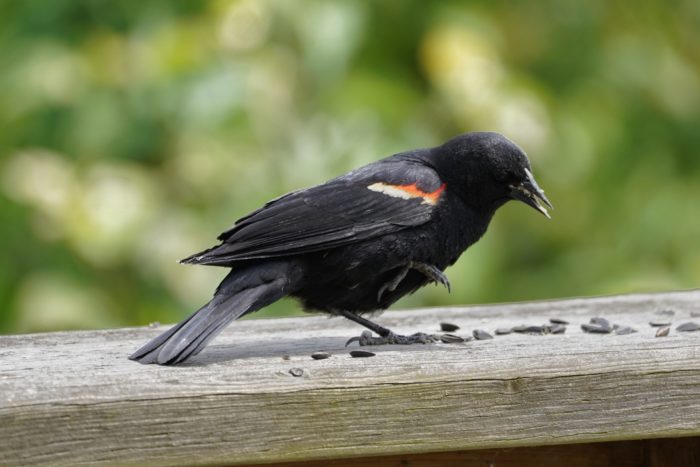 Red-winged Blackbird