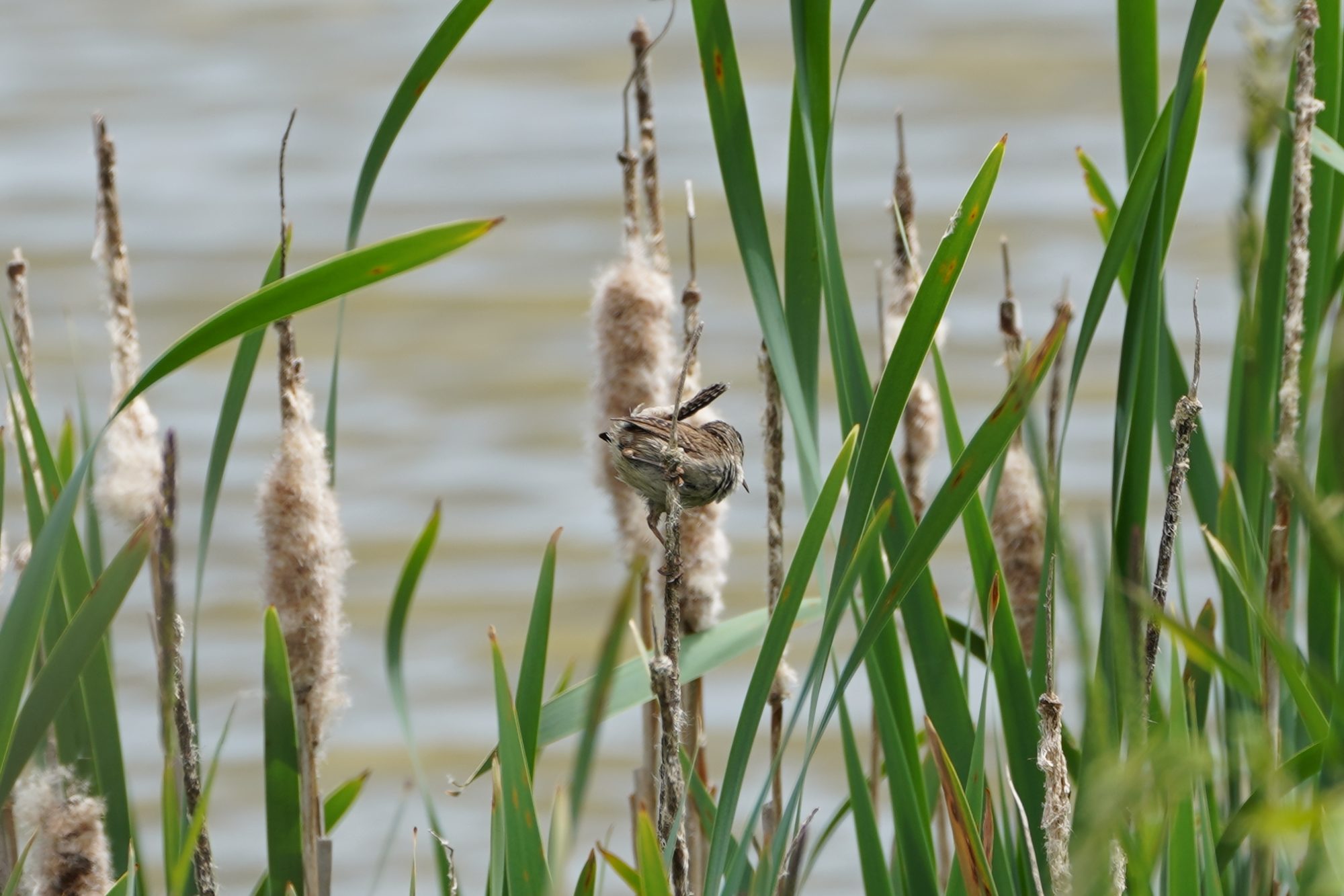 Marsh Wren