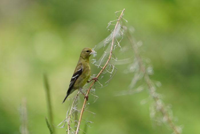 Goldfinch