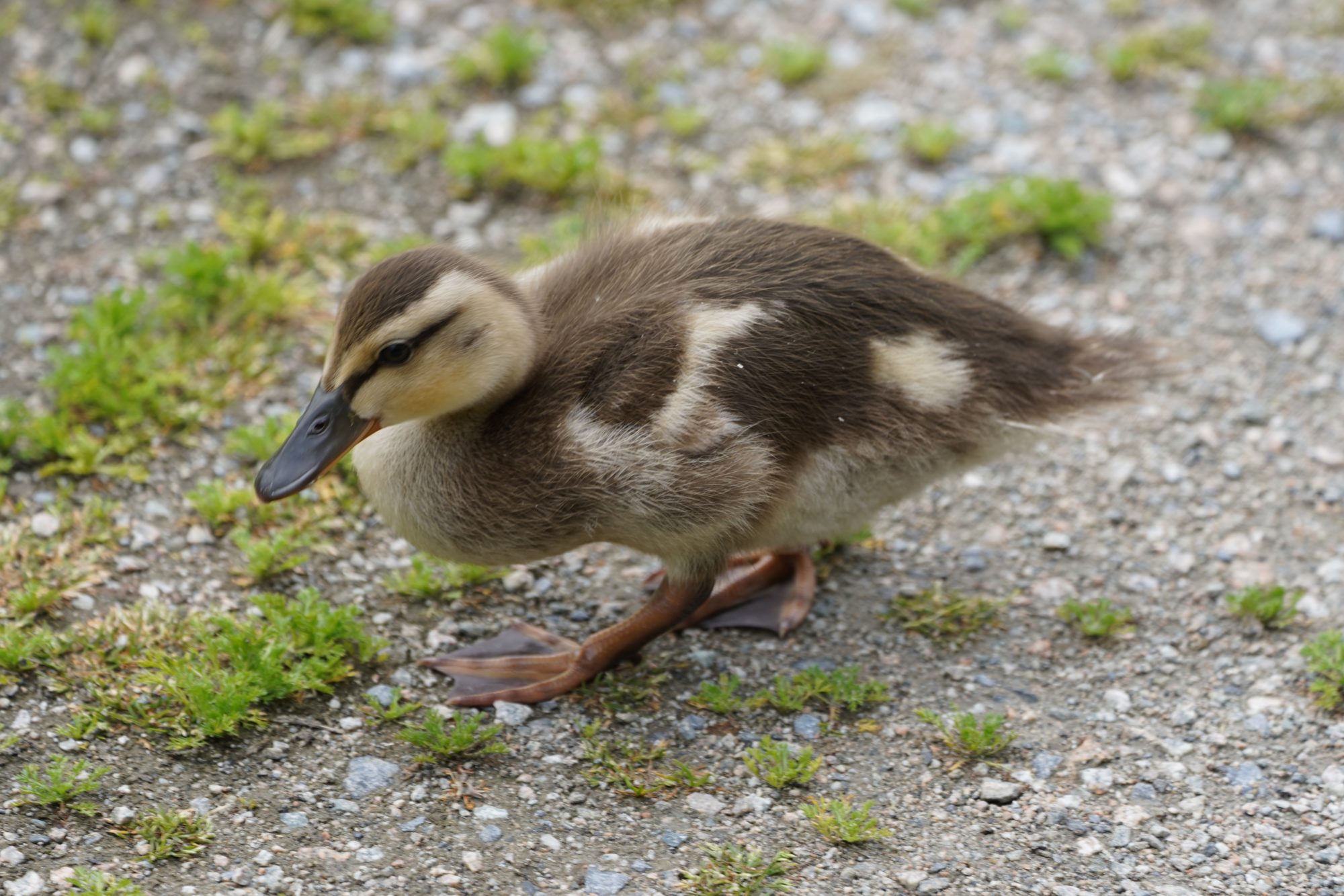 Mallard duckling