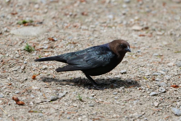 Brown-headed Cowbird