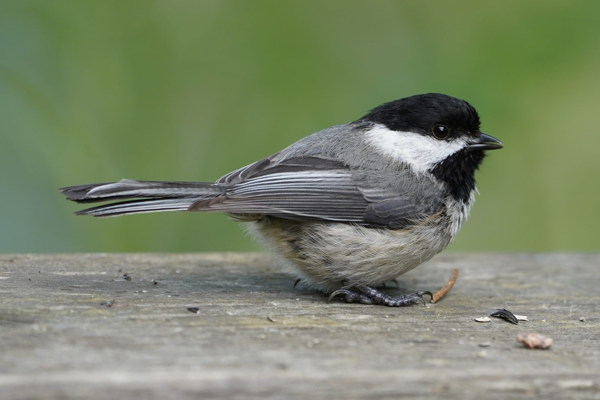 Black-capped Chickadee