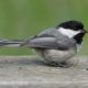 Chickadee looking up