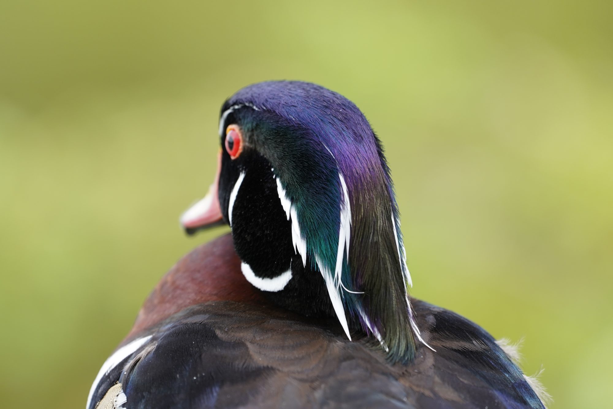 Wood Duck