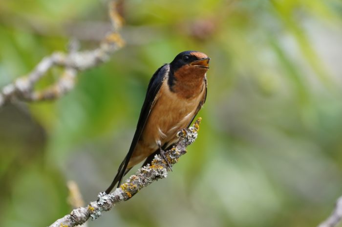 Barn Swallow