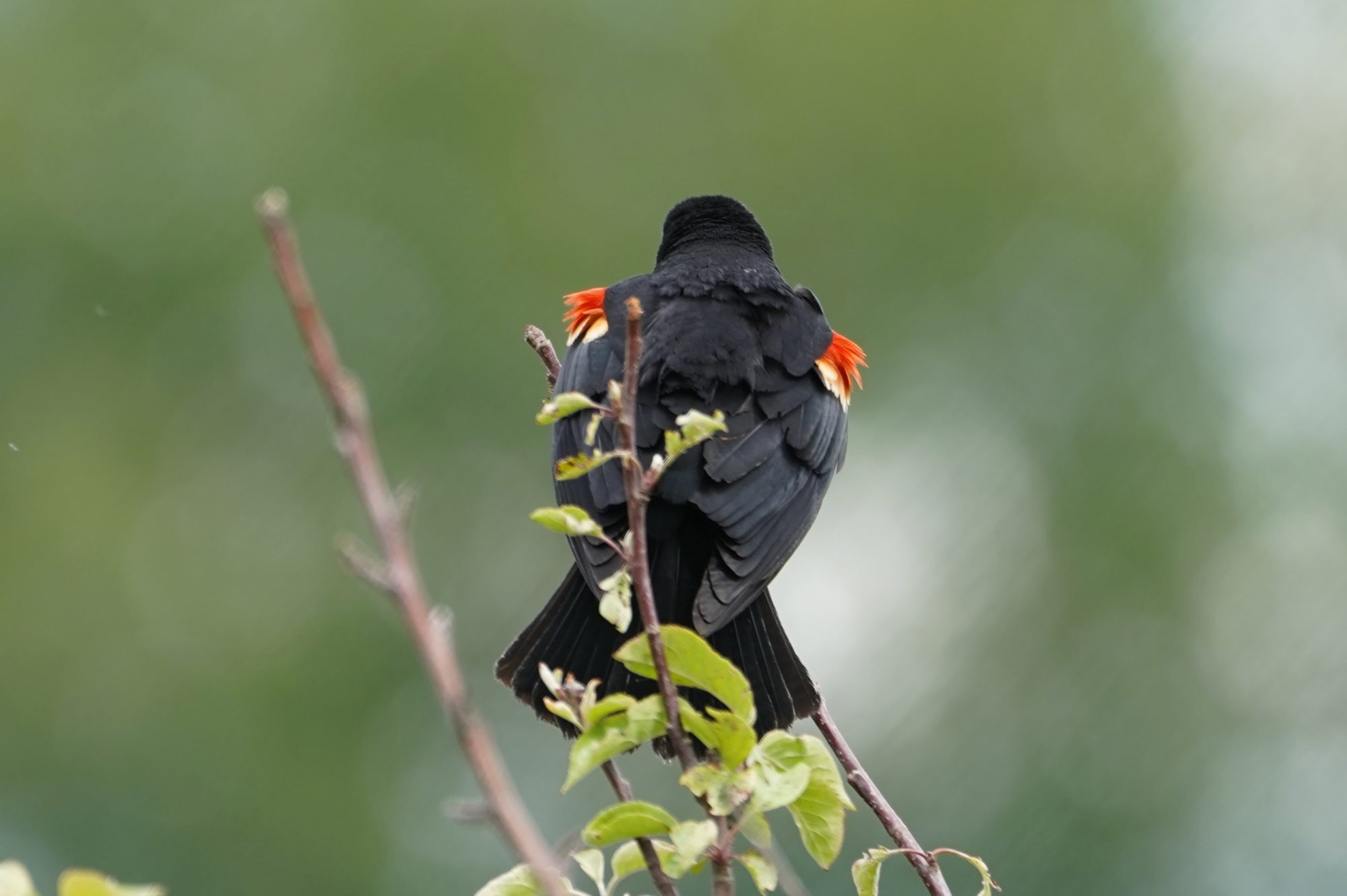 Red-winged Blackbird