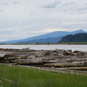 Fraser River at Iona Beach