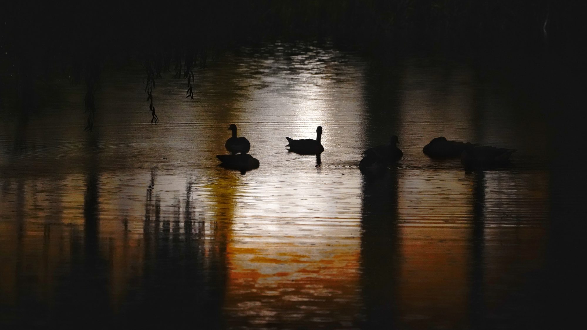 Canada Geese