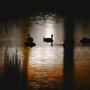 Canada Geese