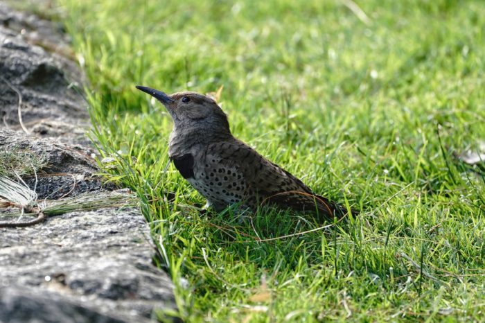 Northern Flicker