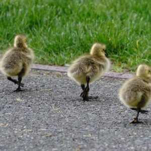 Three Canada goslings