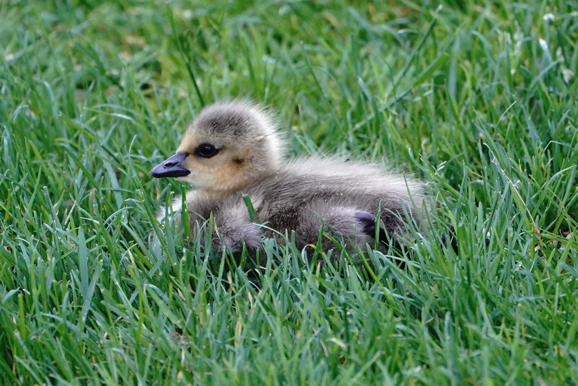 Canada gosling