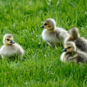 Several Canada goslings