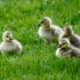 Several goslings