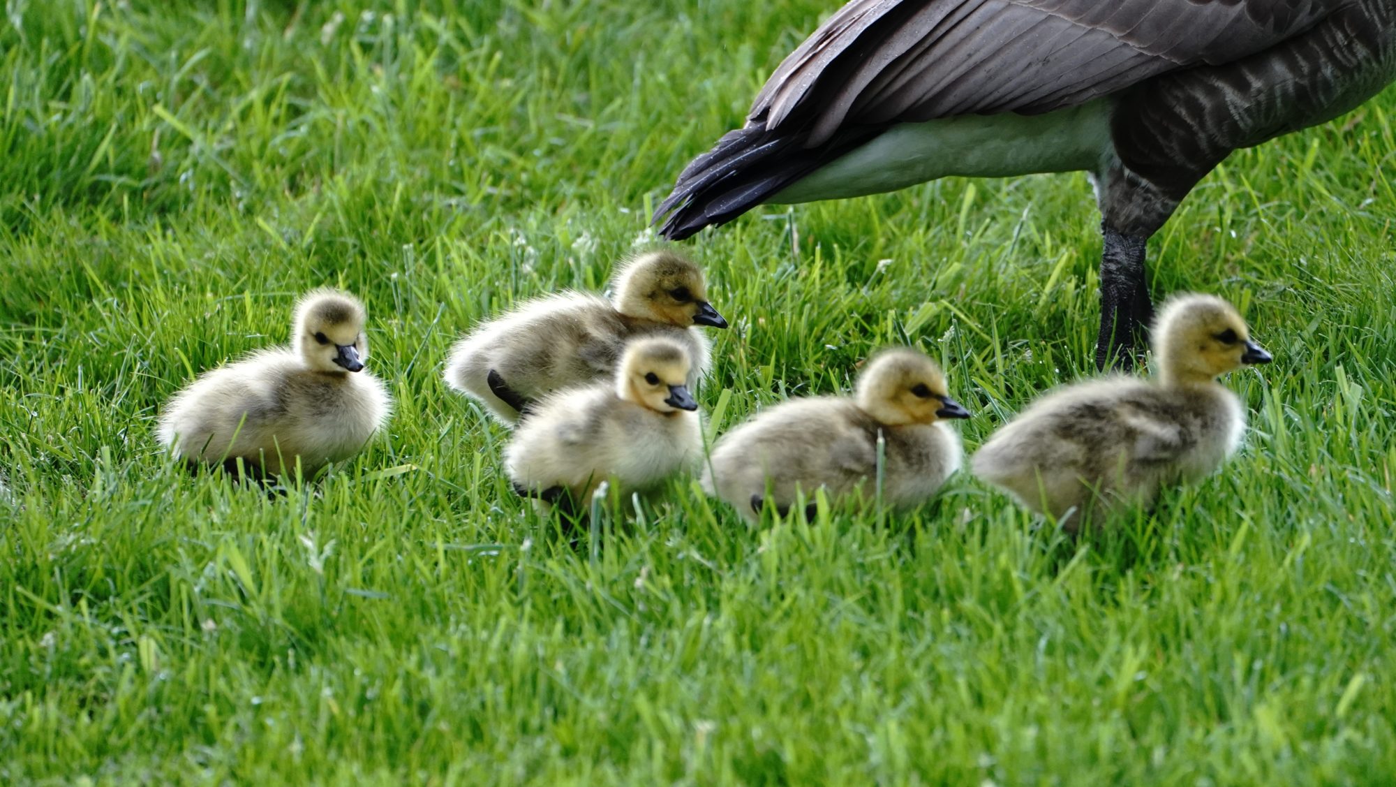 Canada goslings and an adult