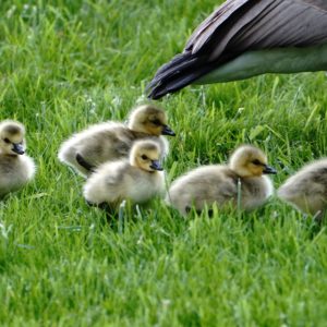 Canada goslings and an adult