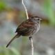 Song Sparrow on a twig