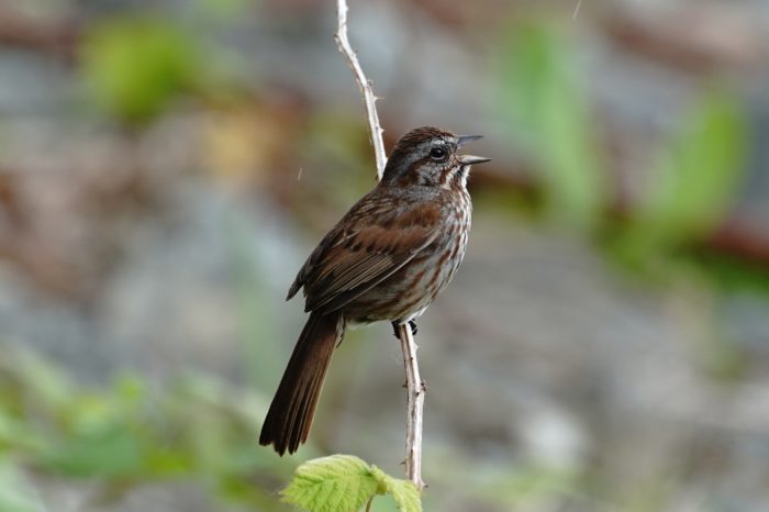 Song Sparrow