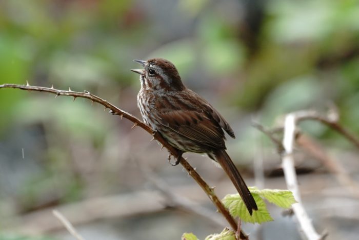 Song Sparrow